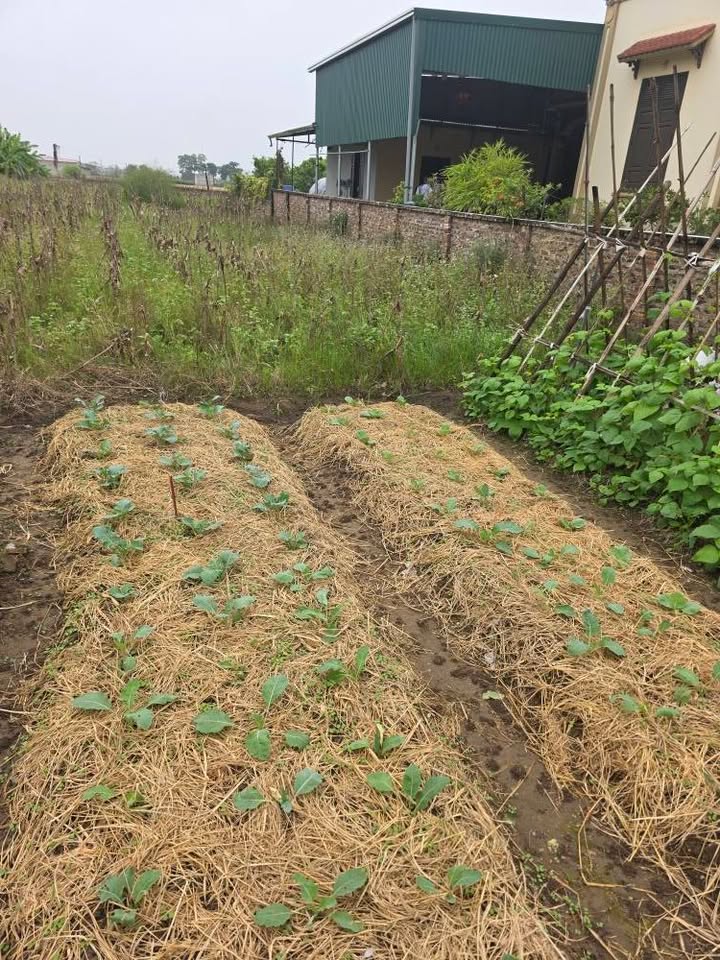 Đất kinh doanh Minh Tân Lương Tài 101m² giá 2 tỷ - Đường ô tô tránh, thuận tiện buôn bán!