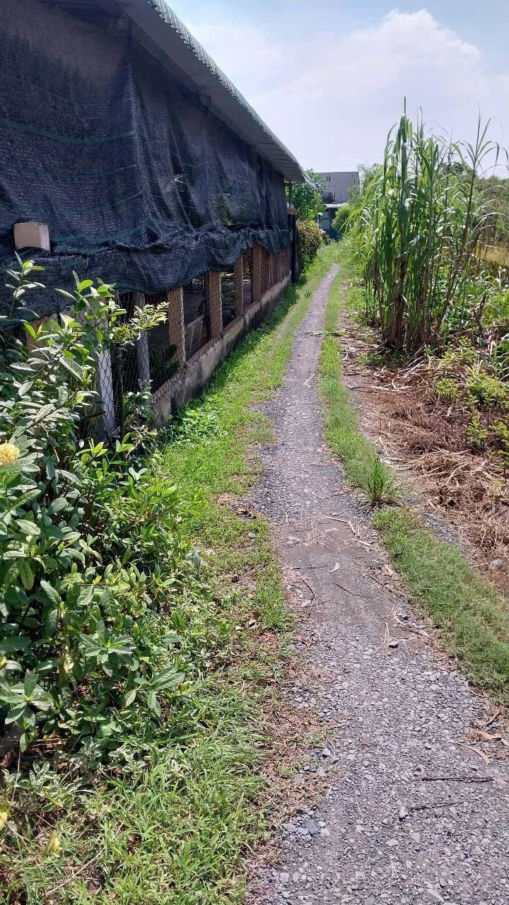 Đất nền Hưng Long, Bình Chánh 100m² giá chỉ 850 triệu - Cơ hội đầu tư tuyệt vời!