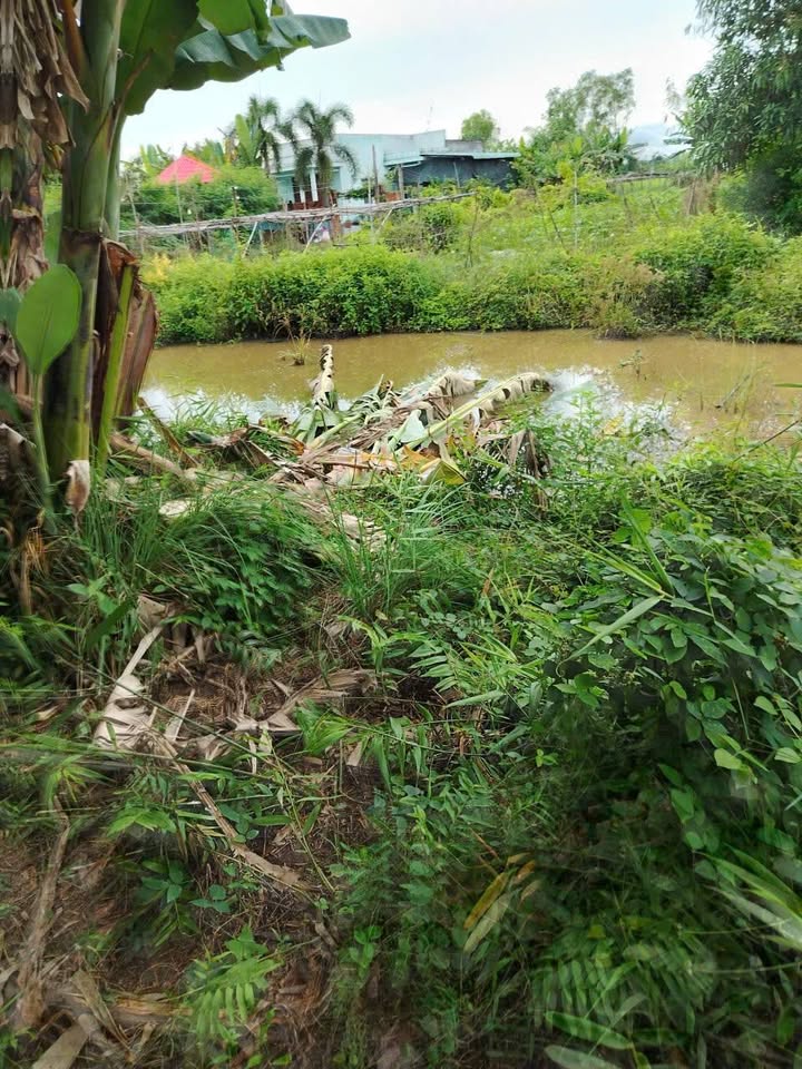 Đất vườn 1008m² tại Tân Ân, Cần Đước - Giá chỉ 1.5 tỷ, cơ hội đầu tư tuyệt vời!