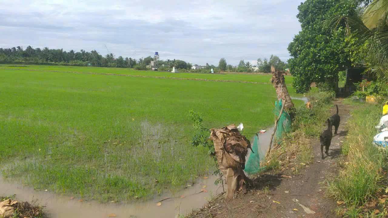 Đất thổ cư 2000m² tại Thọ Phú, Tân An - Giá chỉ 940 triệu