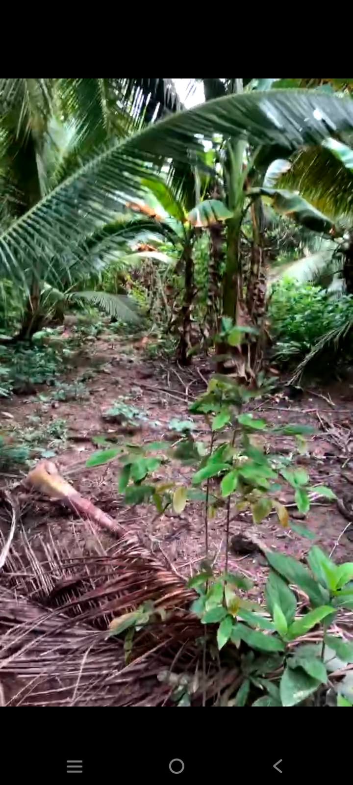 Đất vườn dừa 718m² xã Phú An Hòa, Châu Thành - Giá 900 triệu, thương lượng