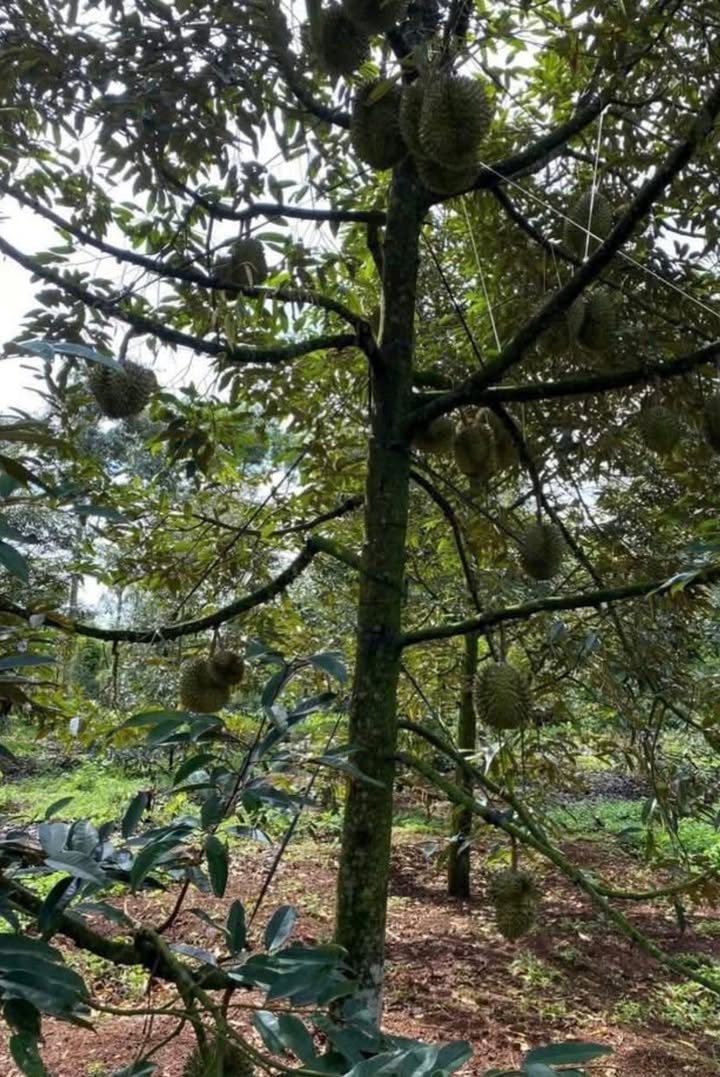 Đất mặt tiền 29B Tân An 1360m² giá chỉ 3.35 tỷ - Bán nhanh trong tuần!