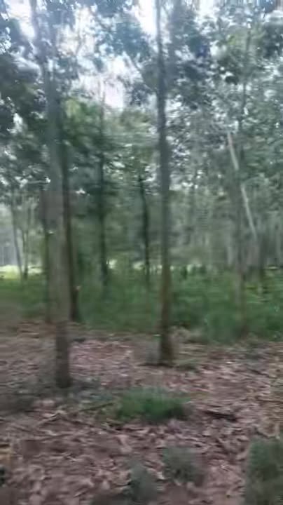 Đất Farm An Bình, Phú Giáo 8.000m² giá 3.65 tỷ - Sổ đỏ chính chủ, thương lượng nhẹ!