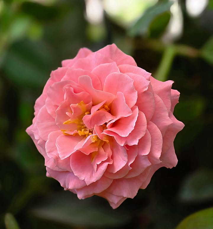 Đất nền Bình Mỹ, Bắc Tân Uyên 4060m² giá 3 tỷ - Đầu tư sinh lời cao!