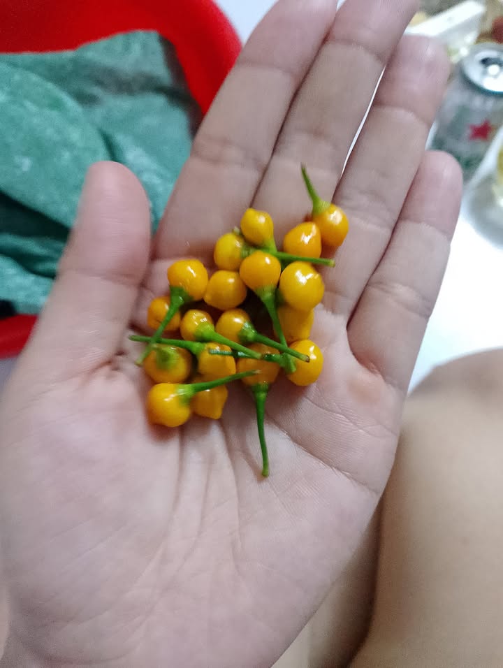 Xưởng cho thuê tại Tân Bình, Dĩ An 250m² - Giá chỉ 15 triệu/tháng!