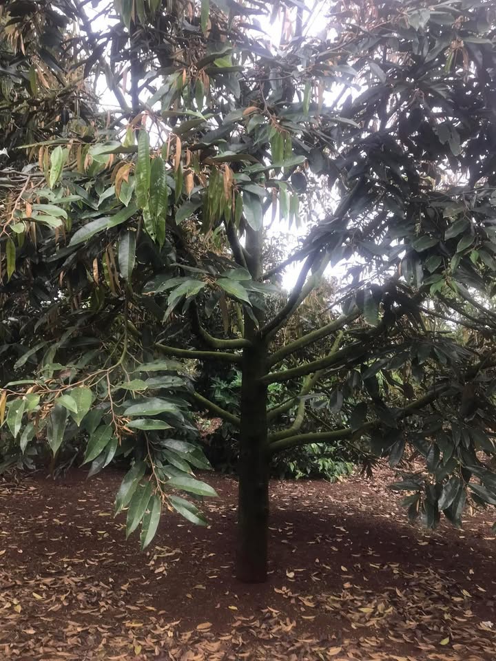 Đất nền 3 mặt đường tại Hoà Thuận, Tân An - 3.3 tỷ, cơ hội đầu tư tuyệt vời!