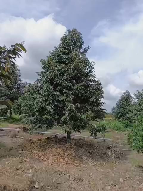 Đất Farm 13.000m² Mỹ Hội, Cái Bè, Tiền Giang - Giá chỉ 700 triệu/công!