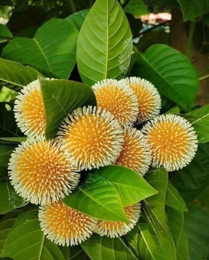 Đất nông nghiệp ấp Nam Hà, Cẩm Mỹ 10.000m² giá 3.6 tỷ - Đầu tư sinh lời lý tưởng!