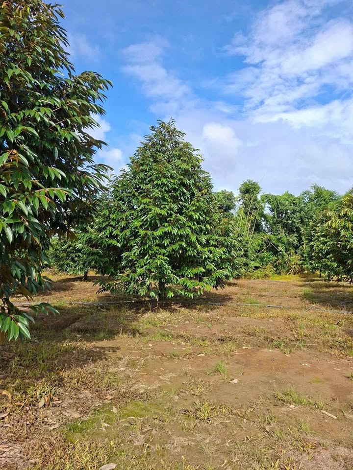 Farm sầu riêng Mỹ Đức 6,4ha giá 18 tỷ - Đất đẹp, tiện nghi đầy đủ!