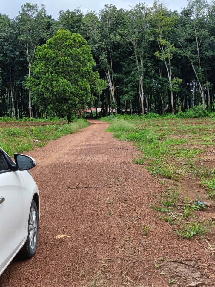 Đất nền thổ cư 250m² Nha Bích, Chơn Thành - Giá chỉ 359 triệu - Đầu tư sinh lời ngay!