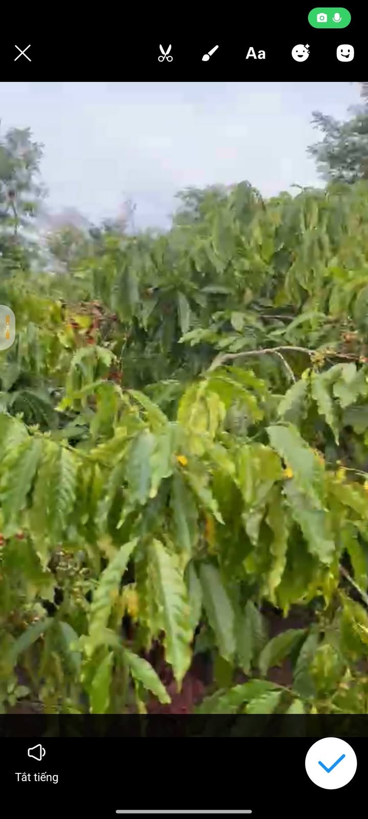 Đất Farm 4,1 sào tại Dray Bhăng, Cư Kuin - Giá thỏa thuận hấp dẫn!