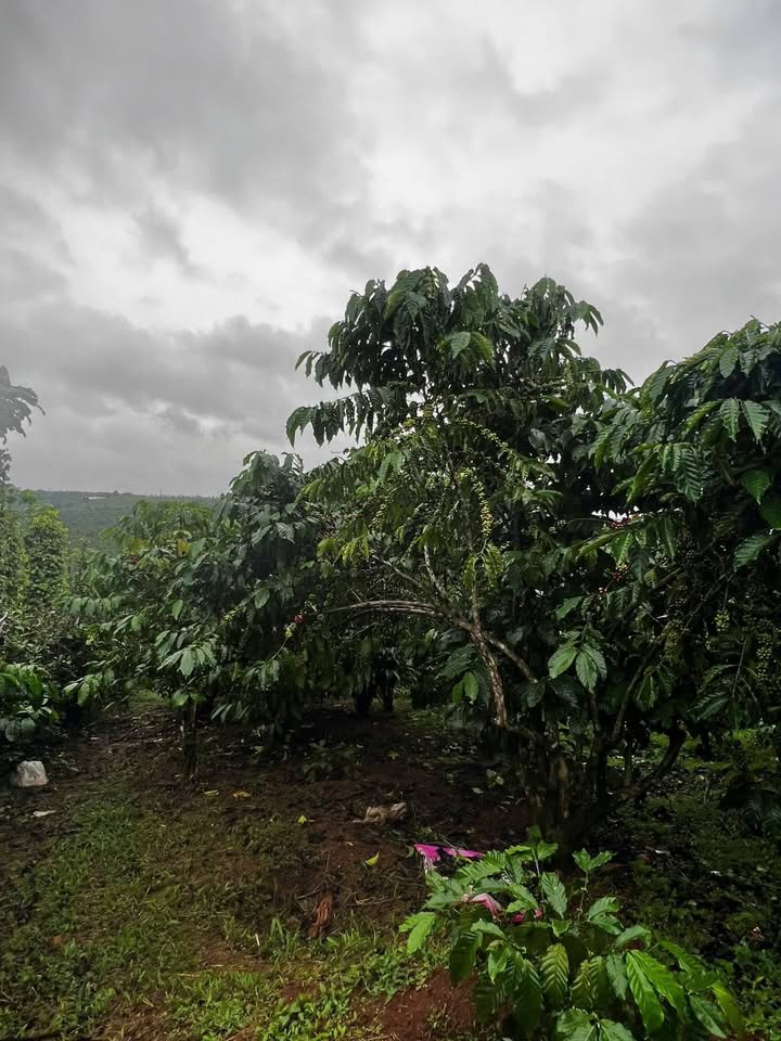 Đất nền Lộc Ngãi, Bảo Lâm 360m² giá 430 triệu - Sẵn sàng xây dựng ngay!