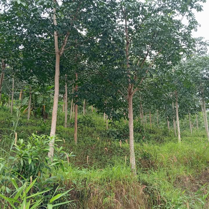 Đất nông nghiệp Hòa Bình, Kon Tum 2ha - Cây cao su 1100 cây, giá chỉ 700 triệu