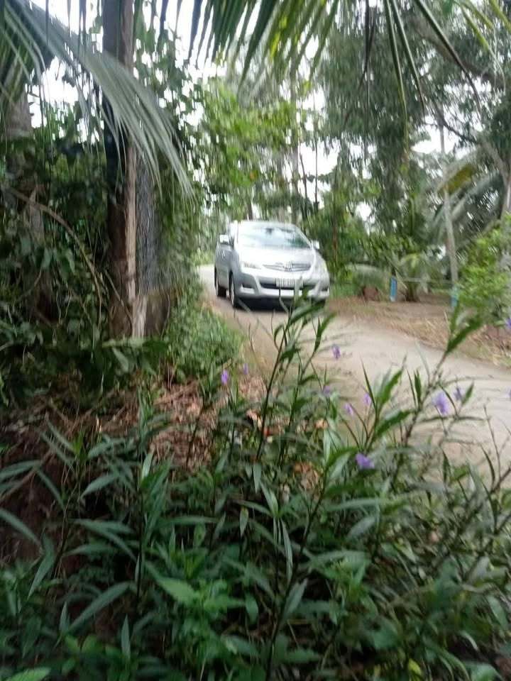 Đất nền ấp Tân Phước, xã Tân Thanh, huyện Giồng Trôm, 2239m² chỉ 2.16 tỷ - Đầu tư sinh lời lý tưởng!