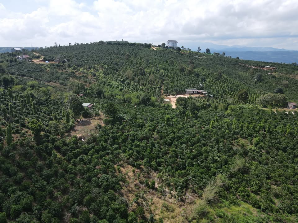 Bán lô đất vườn 5.200m² Tân Nghĩa, Di Linh - Giá chỉ 1.7 tỷ, pháp lý rõ ràng!