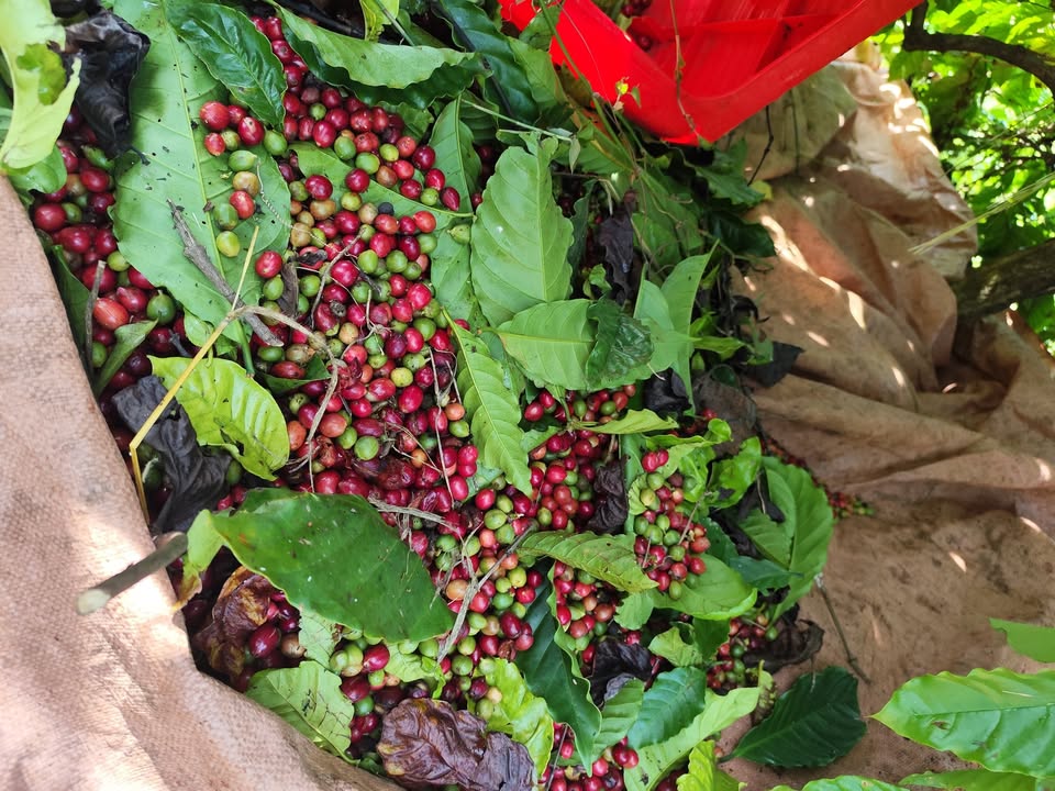 Đất nền đường 24 Pleiku 150m² giá 530 triệu - Sổ hồng chính chủ, thổ cư 100%!