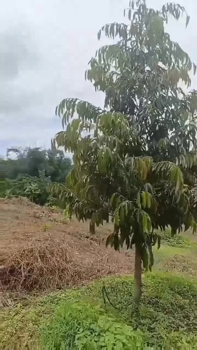 Đất nền thổ cư 18.000m² xã Đoàn Kết, Bù Đăng - Sổ đỏ chính chủ, giá 2.2 tỷ VND!