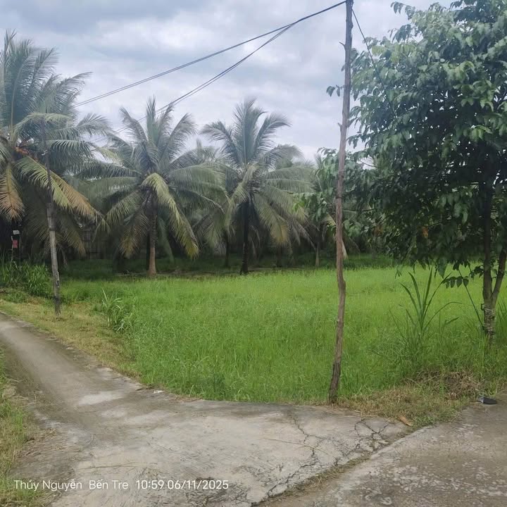 Đất Tân Phong, Thạnh Phú 193m² chỉ 250 triệu - Cơ hội đầu tư hấp dẫn!