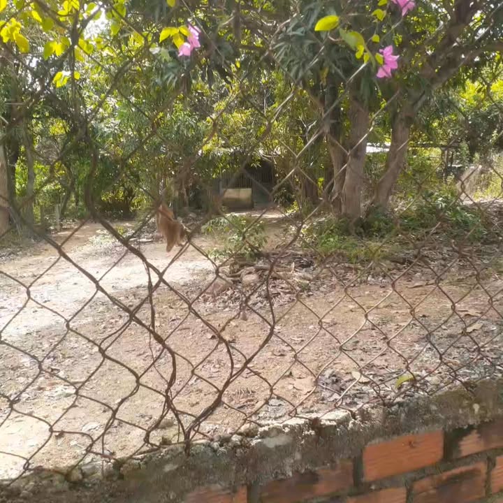 Vườn cây tại Vĩnh Phương, Nha Trang 2000m² giá 7 tỷ - Cơ hội đầu tư hấp dẫn!