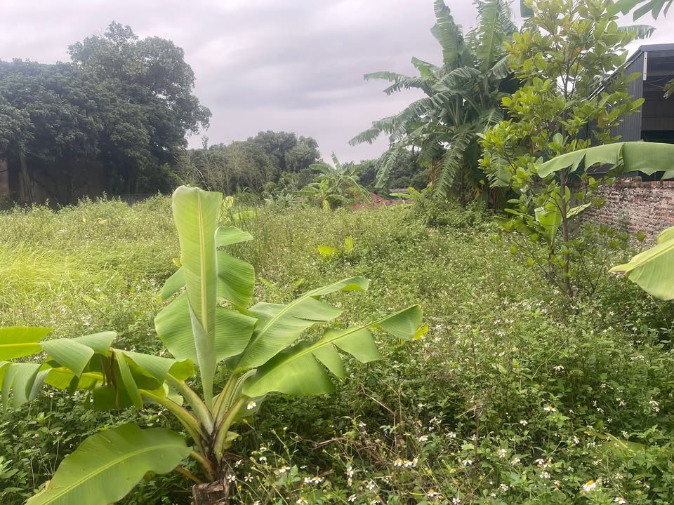 Đất nền phường Hoàng Tân 112m² giá 500 triệu - Cơ hội đầu tư hấp dẫn!