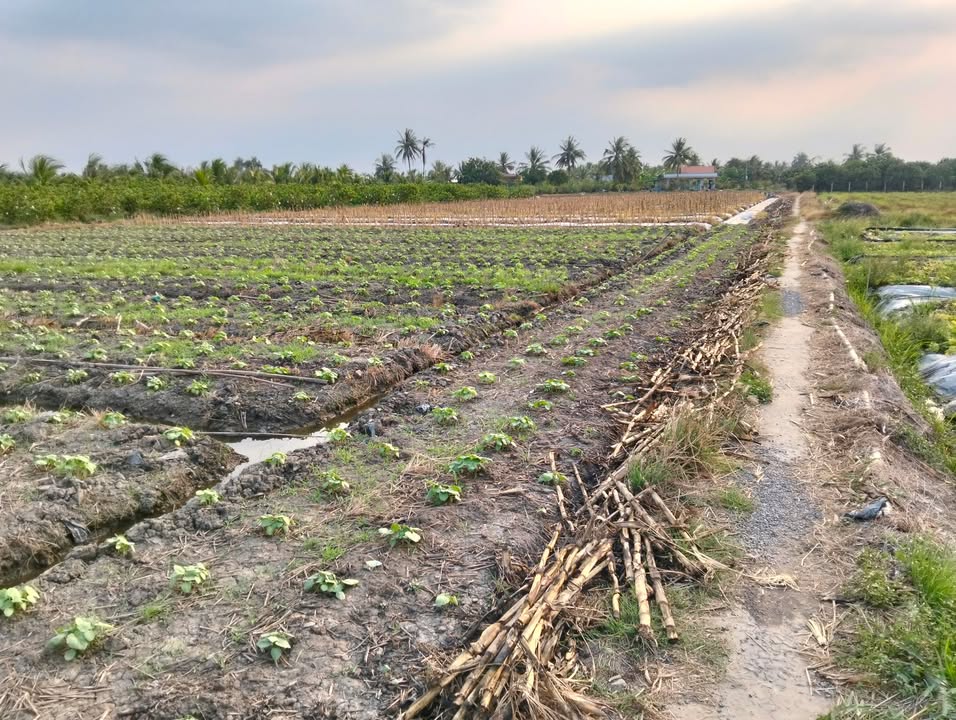 Đất thổ cư 1800m² tại xã Mỹ An, Thủ Thừa - Giá chỉ 2.5 tỷ, cơ hội đầu tư tốt!