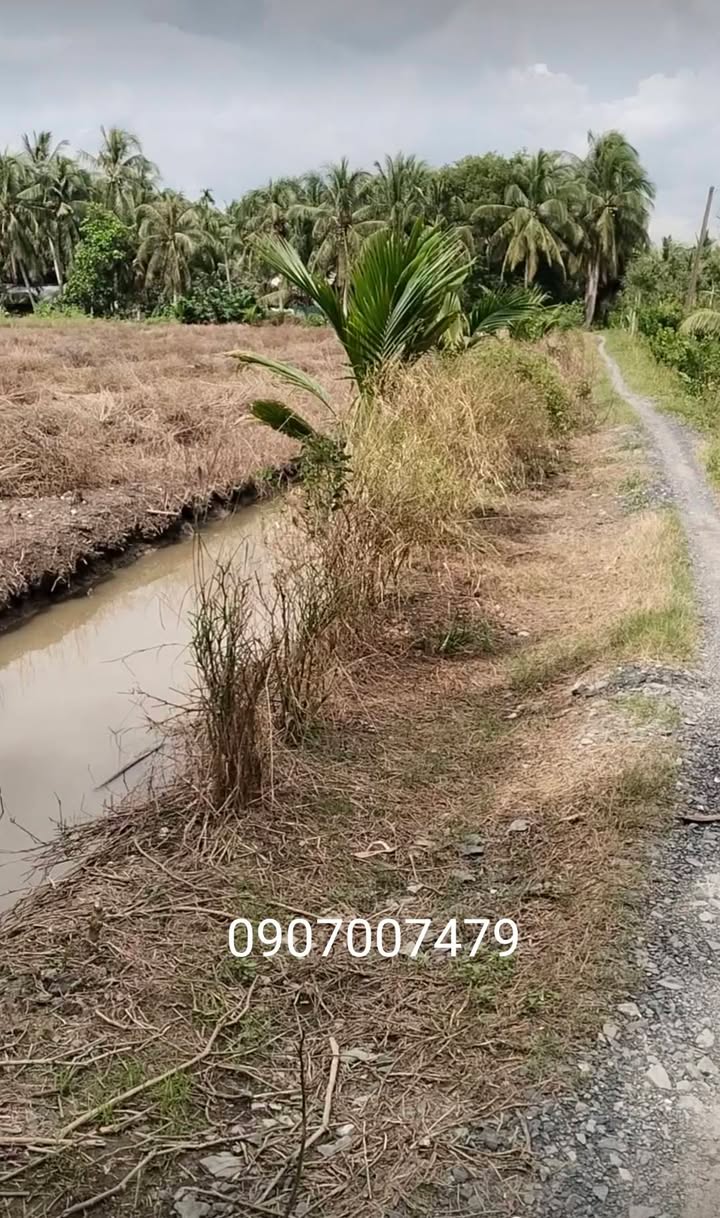 Đất lúa 7.787m² xã Hiếu Thành, Vũng Liêm - Giá tốt, thương lượng ngay!