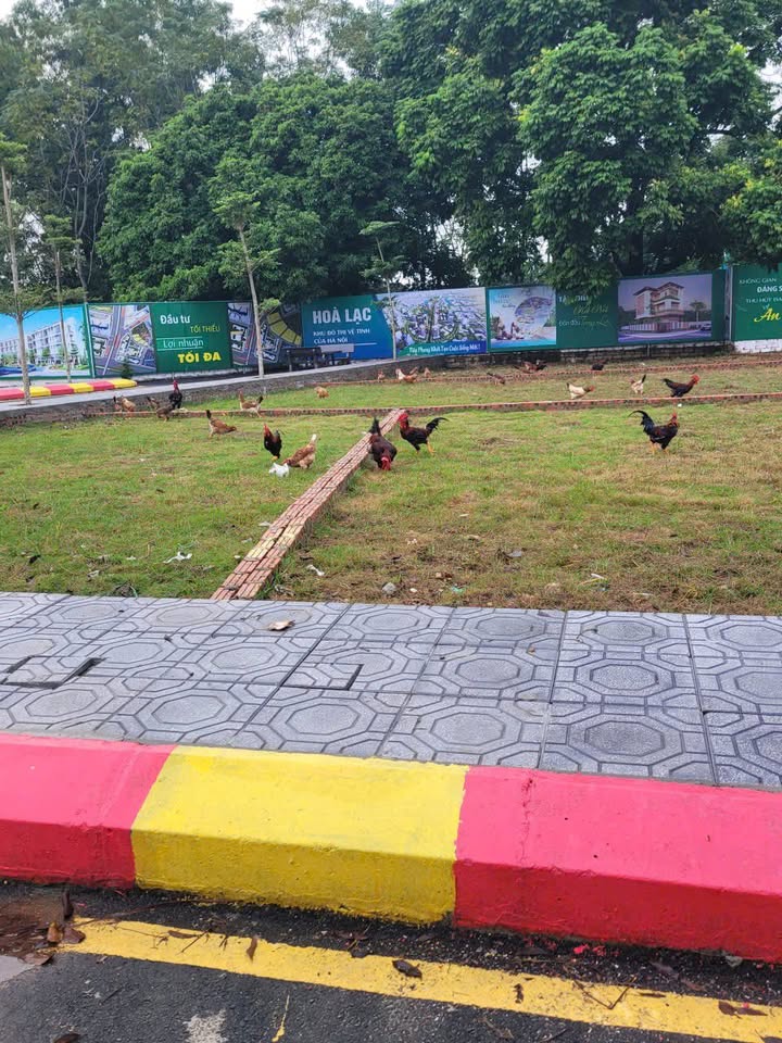 Đất thổ cư 100m² xã Cổ Đông, Hà Nội - Giá chỉ 2 tỷ, pháp lý rõ ràng!