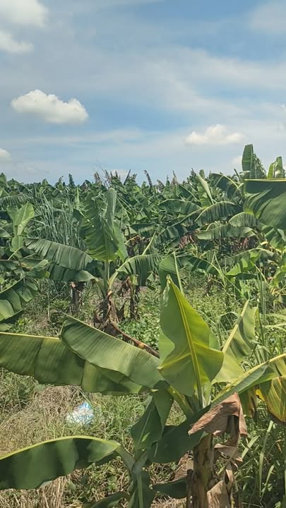 Đất nền 5.6 sào tại Bàu Hàm, Trảng Bom - Giá chỉ 2.8 tỷ!