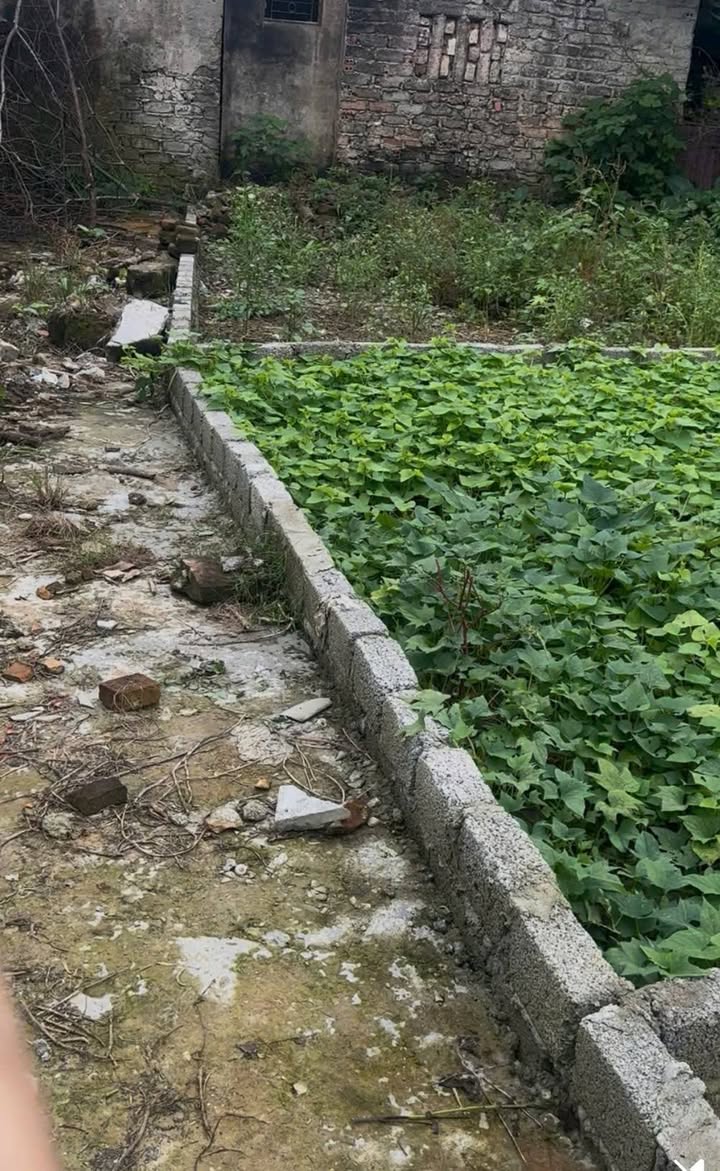 Đất nền Đông Hương, Thanh Hóa 50m² giá chỉ 1 tỷ - Vị trí đẹp thuận lợi!