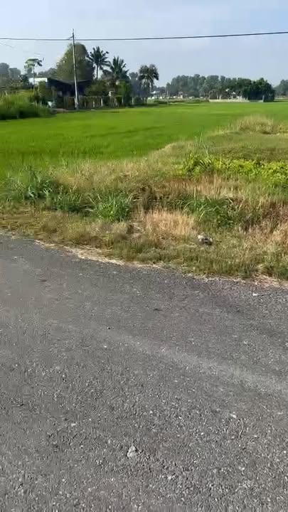 Đất thổ cư mặt tiền nhựa Phước Toàn, Long Hiệp 183m² giá chỉ 1.85 tỷ - Đầu tư sinh lời ngay!