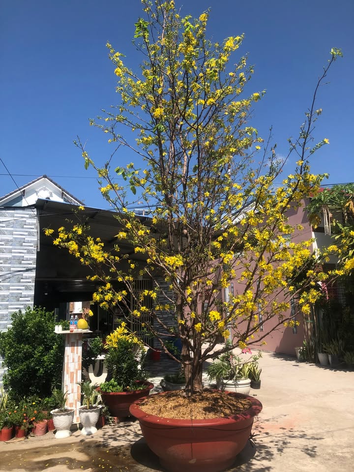 Cho thuê mặt bằng đường Quản Lộ Phụng Hiệp 195m² - Kinh doanh thuận lợi ngay bến phà!