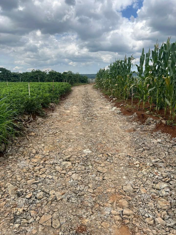 Đất thổ cư Tân Hội, Đức Trọng 2400m² giá 1.15 tỷ - Cơ hội đầu tư tuyệt vời!