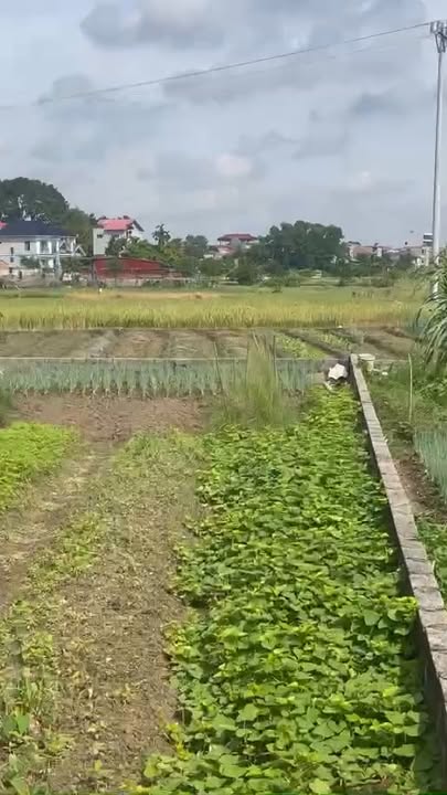 Đất thổ cư Thôn Mỹ, xã Thái Đào, 114m² - Giá tốt, vị trí tiềm năng!