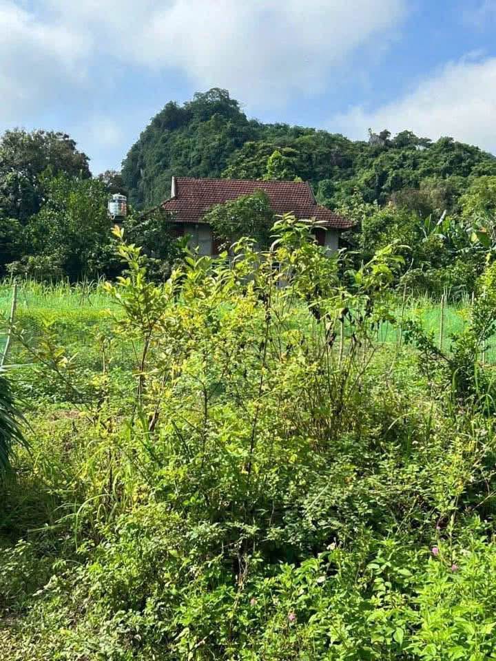 Đất thổ cư 1000m² tại Đa Phúc Yên Thủy - Giá chỉ 1 tỷ - Cơ hội đầu tư hấp dẫn!