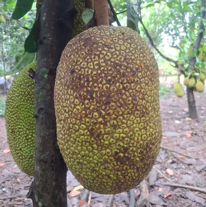 Đất nền Trảng Bom 516m² giá 750 triệu - Sổ riêng chính chủ, bớt lộc!