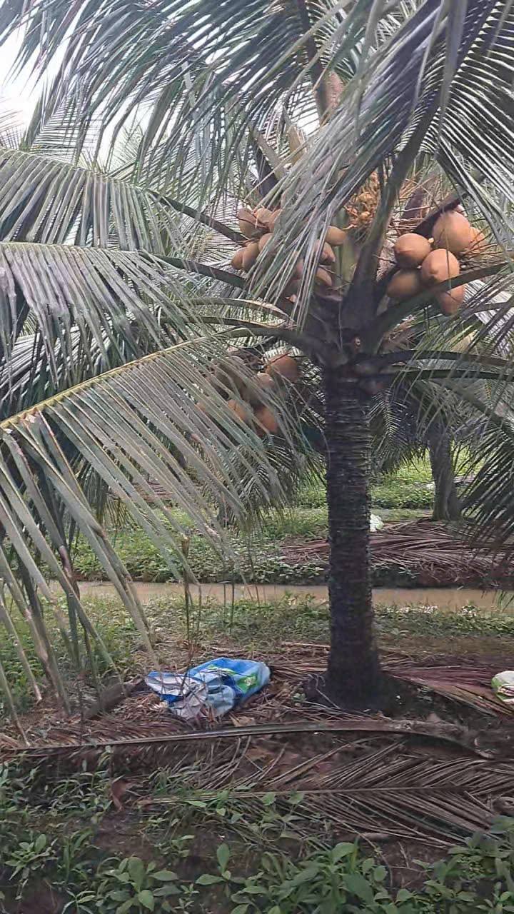 Đất nông nghiệp Chợ Gạo 2010m² giá 1.6 tỷ - Sổ hồng chính chủ, nở hậu