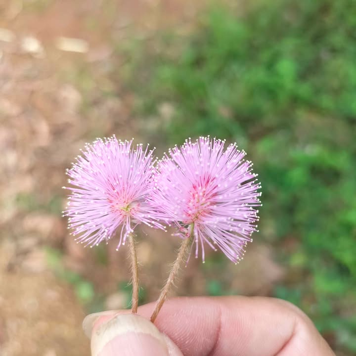 Farm cho thuê 1,5 ha tại Ninh Gia, Đức Trọng - Thích hợp trồng cà phê!