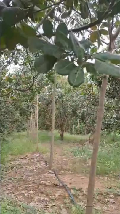 Vườn cao su tơ Lộc Thiện, Lộc Ninh 1.2ha giá 1.1 tỷ - Cơ hội đầu tư hấp dẫn!