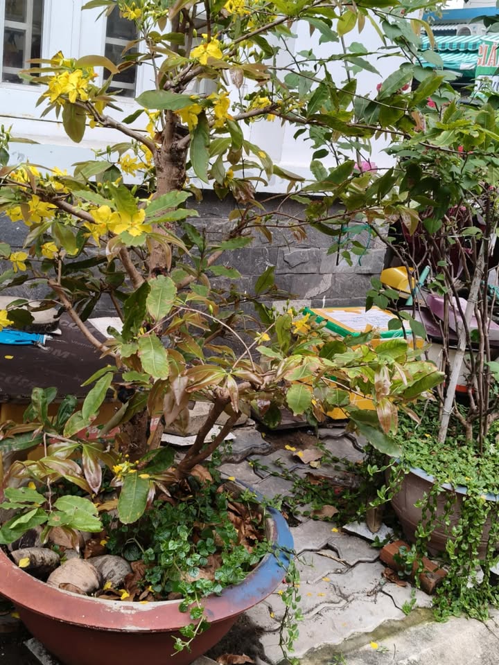 Nhà mặt tiền đường Số 11, quận 7 - 50m² giá 7.28 tỷ - Kinh doanh sầm uất!