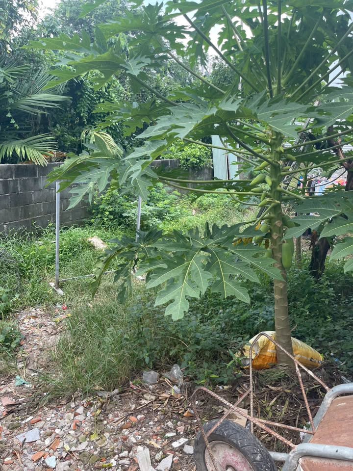 Đất Vĩnh Ngọc, Nha Trang 94m² giá 1.65 tỷ - Đường ô tô đến nơi!