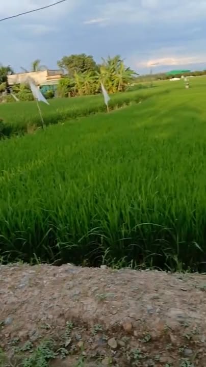 Đất nông nghiệp 1200m² tại Bình Thạnh, Thủ Thừa - Giá chỉ 864 triệu!