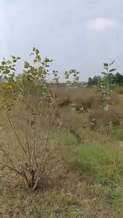 Đất vườn Sài Sơn, Quốc Oai 960m² chỉ 2.4 triệu/m² - Đầu tư sinh lời hấp dẫn!