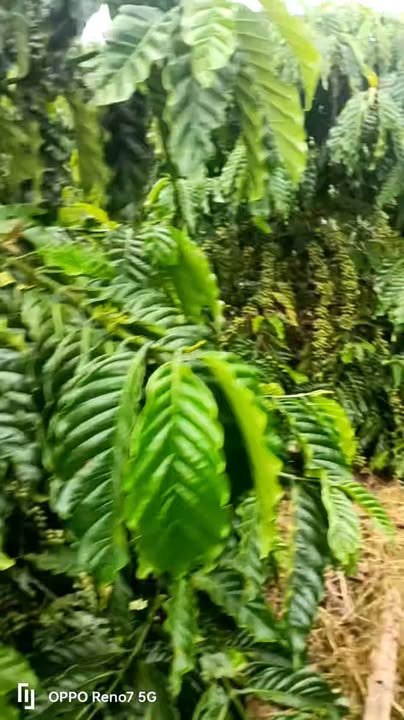 Đất nền Liên Hà, Lâm Hà 360m² giá 2.5 tỷ - Cơ hội đầu tư hấp dẫn!