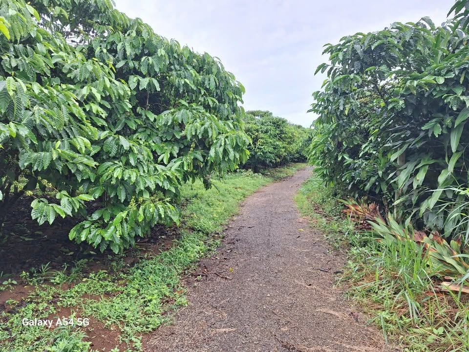 Đất Lộc An, Bảo Lâm 4000m² giá 2,5 tỷ - Đầu tư sinh lời hấp dẫn!