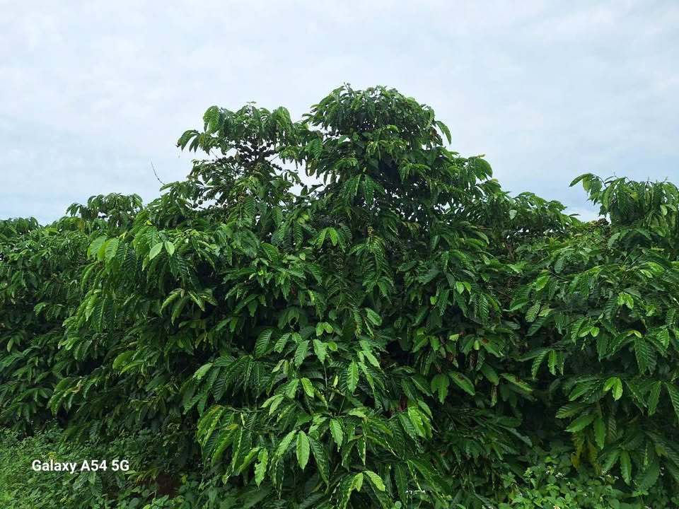 Đất cà phê Lộc An Bảo Lâm 4100m² giá 2.5 tỷ - Cơ hội đầu tư tuyệt vời!