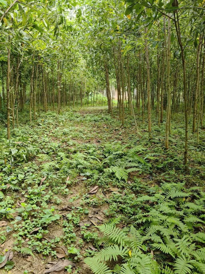 Đất nền An Nghĩa, Lạc Thủy 2000m² giá chỉ 2.6 tỷ - Cơ hội đầu tư hấp dẫn!