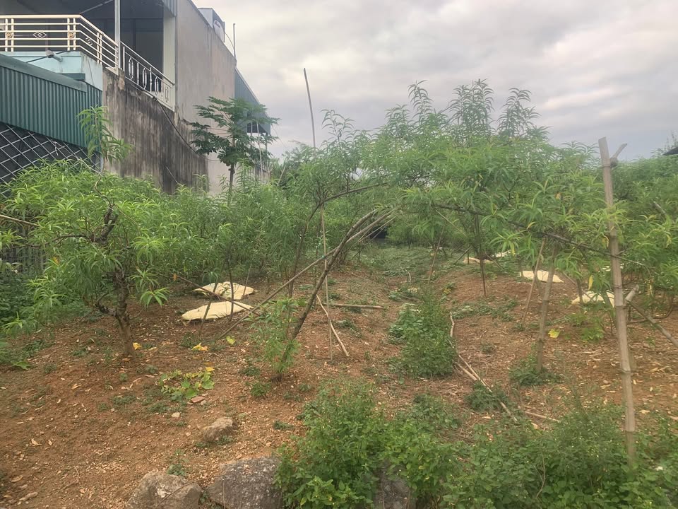 Đất nền đẹp 197m² tại phường Nông Tiến, Tuyên Quang - Chính chủ bán gấp chỉ 1 tỷ!