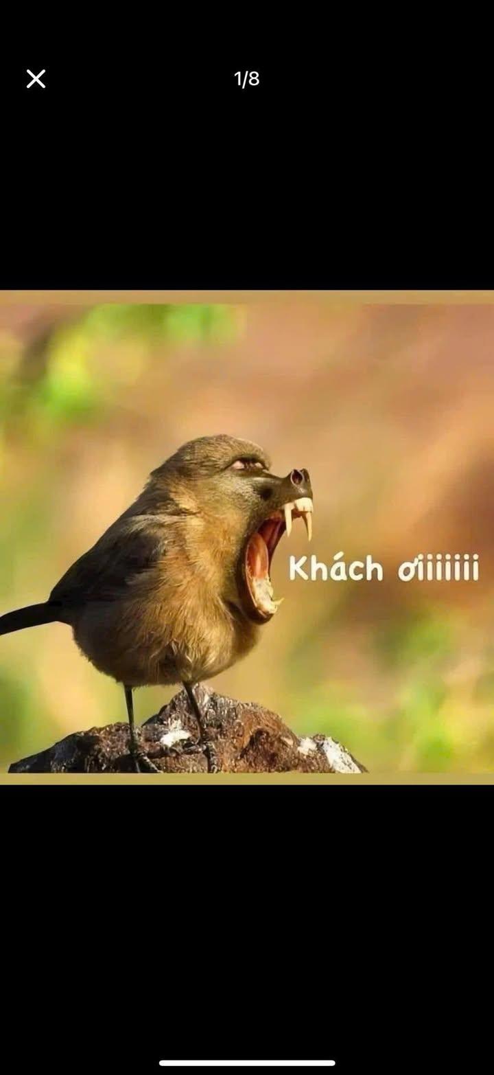 Đất nền Phú Nhuận Bến Tre 115m² giá 550 triệu - Sổ đỏ chính chủ, mặt tiền đường thông!