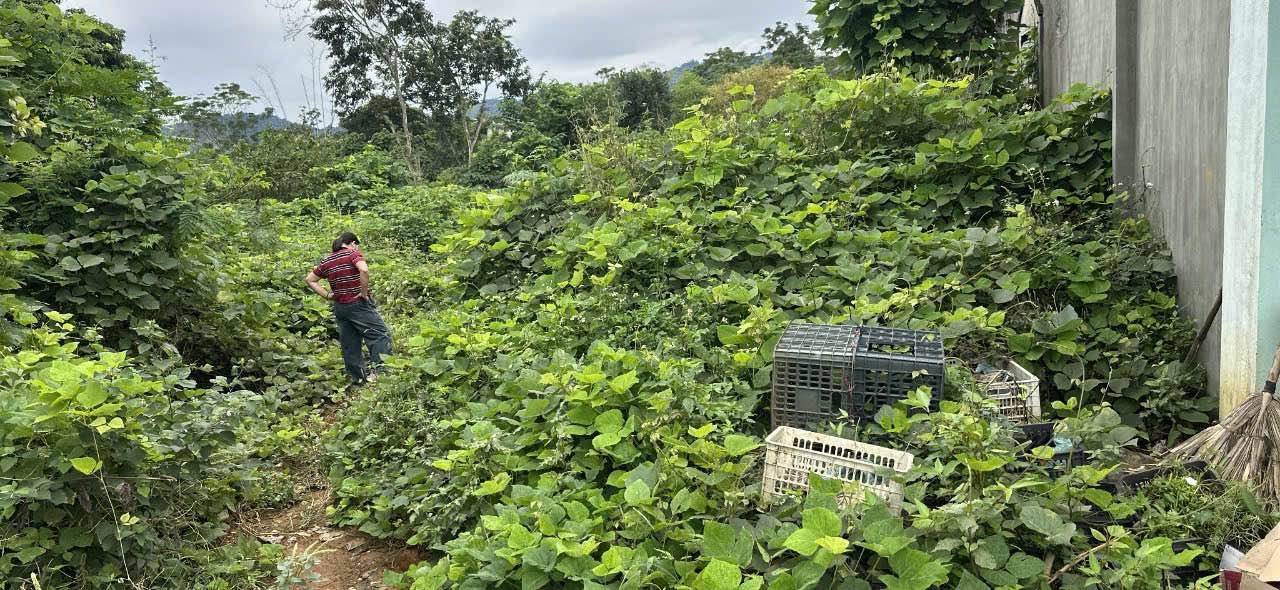 Bán đất phường An Tường, TP Tuyên Quang 243m² - Đầu tư sinh lời hấp dẫn!