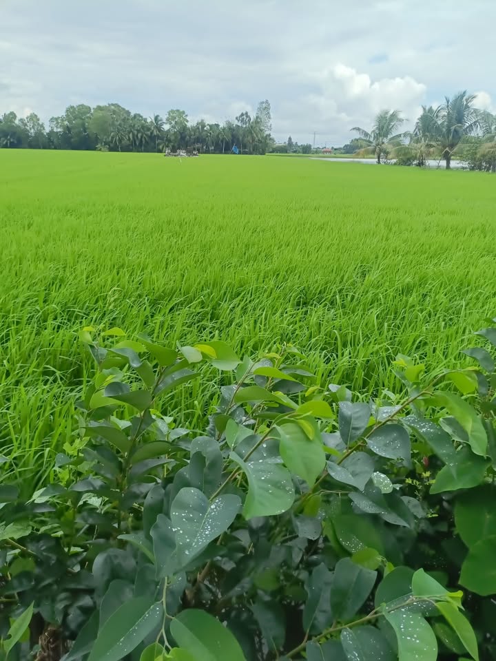 Đất lúa 8000m² tại Mỹ An, Thủ Thừa chỉ 2.5 tỷ - Cơ hội đầu tư tuyệt vời!